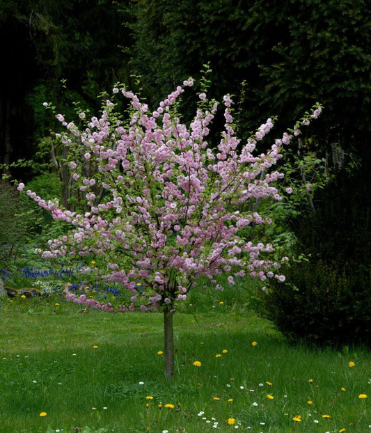 Mandelbäumchen - Prunus triloba CAC
