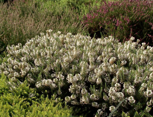 Mittsommerheide 'Lyonesse' - Erica vagans 'Lyonesse'
