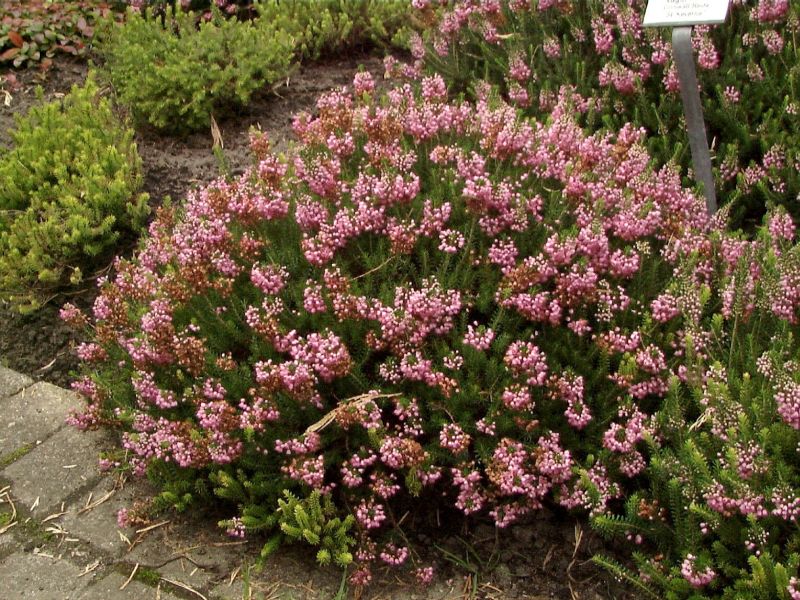 Mittsommerheide 'St.Keverne' - Erica vagans 'St.Keverne'