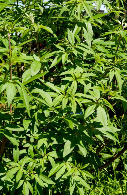 Mönchspfeffer - Vitex agnus-castus latifolia