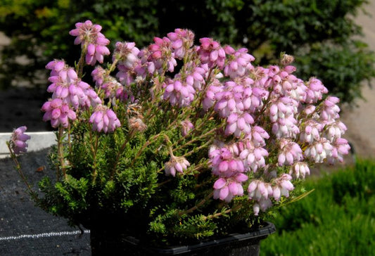 Moorheide 'Tina' - Erica tetralix 'Tina'