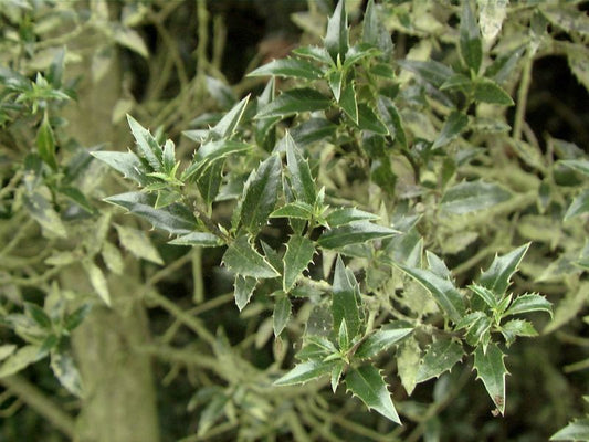Myrtenblättr.Hülse - Ilex aquifolium 'Myrtifolia'