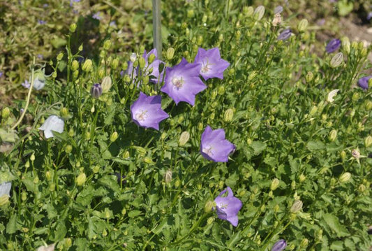 Niedrige Garten-Glockenblume 'Blaue Clips' - Campanula carpatica 'Blaue Clips'