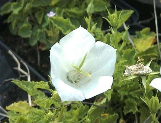 Niedrige Garten-Glockenblume 'Weiße Clips' - Campanula carpatica 'Weiße Clips'