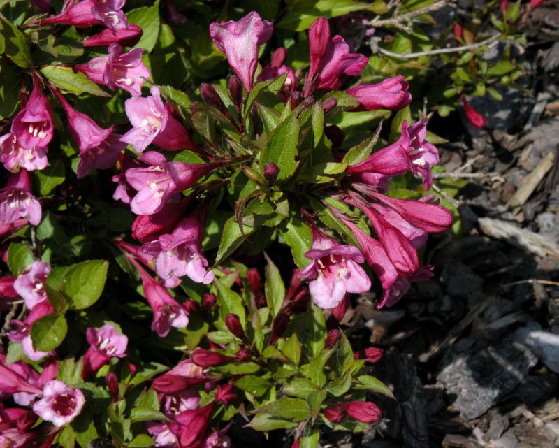 Niedrige Weigelie Weigela 'Minuet' BaumschuleGarten.de