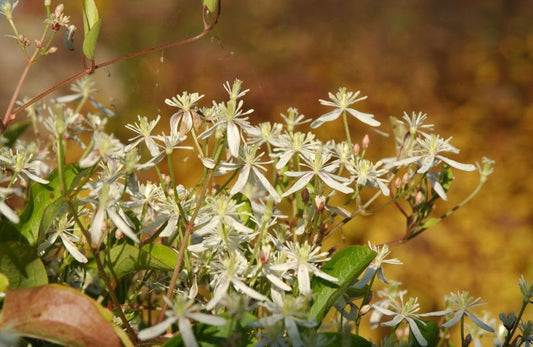 Oktober-Waldrebe - Clematis paniculata