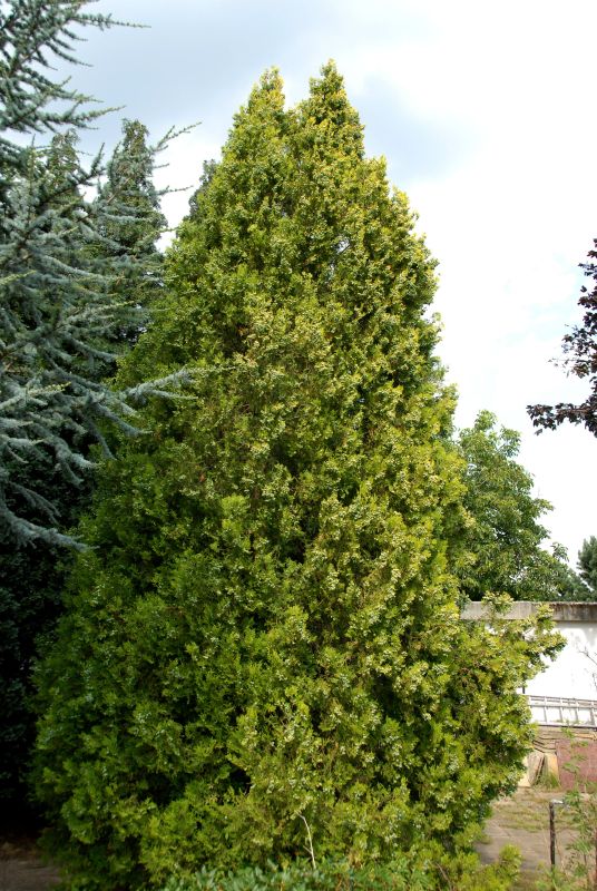 Orient.Lebensbaum - Thuja orientalis