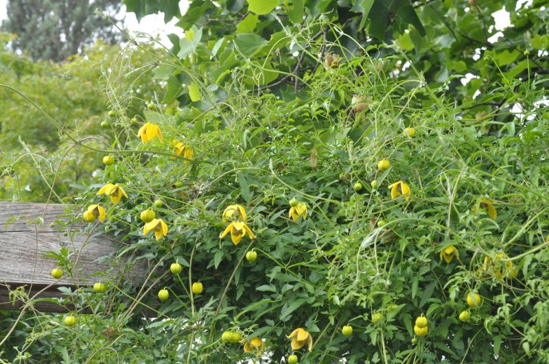 Orient.Waldrebe 'Bill MacKenzie' - Clematis orientalis 'Bill MacKenzie'