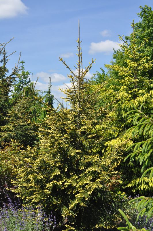 Orientalische Goldfichte - Picea orientalis 'Aurea'