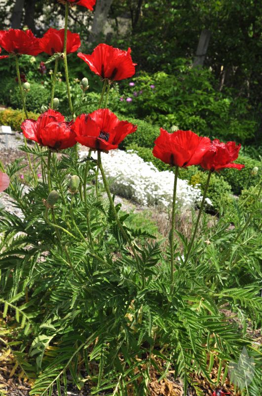 Orientalischer Garten-Mohn Beauty of Livermere - Papaver orientale 'Beauty of Livermere'