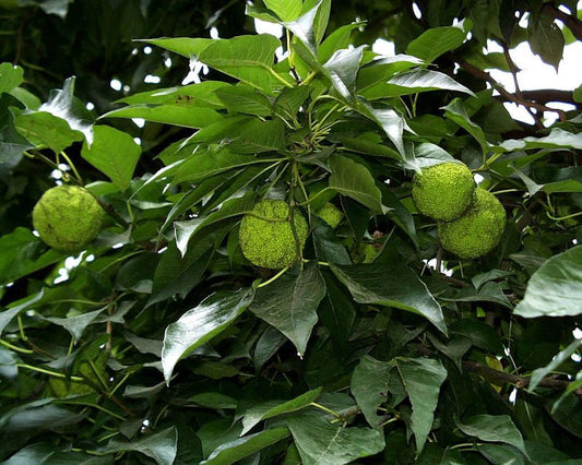 Osagedorn / Milchorangenbaum - Maclura pomifera
