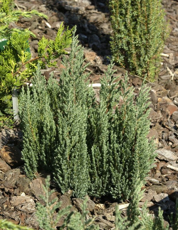 Perlmuttwacholder - Juniperus horizontalis 'Grey Pearl'
