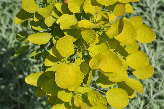 Perückenstrauch 'Young Lady' -S- - Cotinus coggygria 'Young Lady' -S-