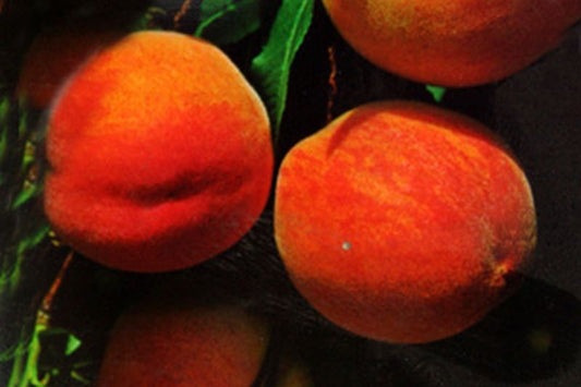 Pfirsich 'Früher Roter Ingelheimer' - Prunus persica 'Früher Roter Ingelheimer' CAC