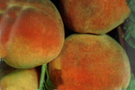 Pfirsich 'Kernechter vom Vorgebirge' - Prunus persica 'Kernechter vom Vorgebirge' CAC