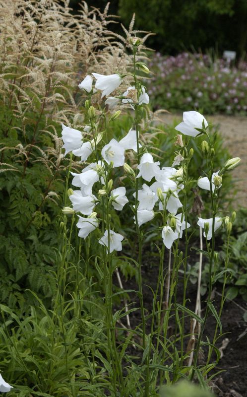 Pfirsichblättrige Garten-Glockenblume Albav - Campanula persicifolia 'Grandiflora Alba'