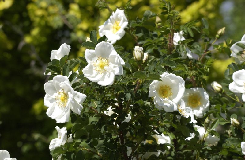 Pimpernell-Rose - Rosa pimpinellifolia