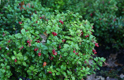 Preiselbeere - Vaccinium vitis-idaea