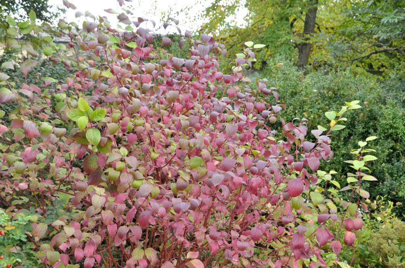 Purpur-Hartriegel - Cornus alba 'Sibirica'