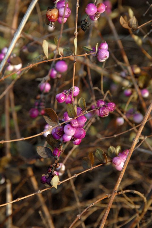 Purpurbeere - Symphoricarpos chenaultii