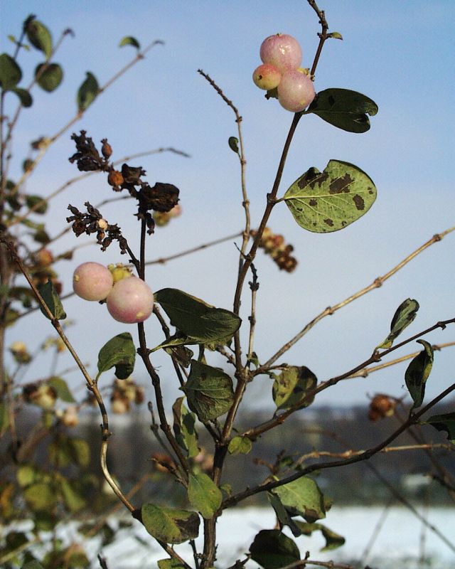 Purpurbeere 'Taiga' - Symphoricarpos doorenbosii 'Taiga'