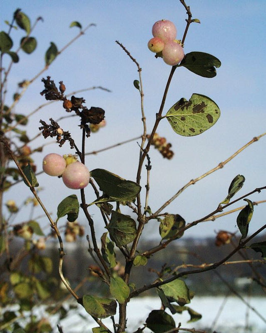 Purpurbeere 'Taiga' - Symphoricarpos doorenbosii 'Taiga'