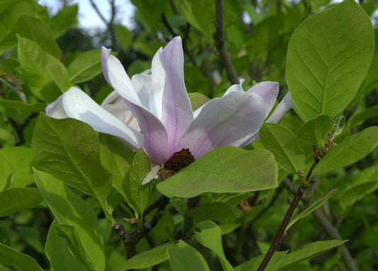 Purpurmagnolie 'Ricki' - Magnolia liliiflora 'Ricki'