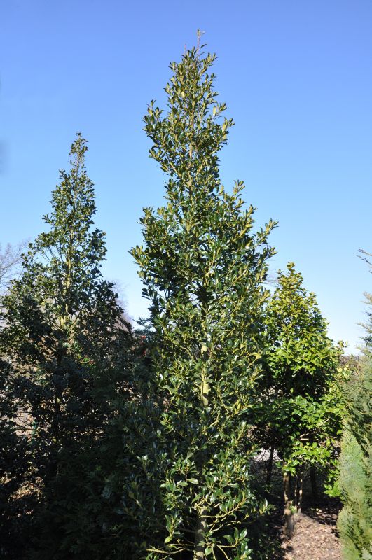 Pyramiden-Stechpalme - Ilex aquifolium 'Pyramidalis'