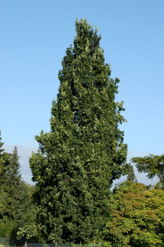 Pyramideneiche - Quercus robur 'Fastigiata'