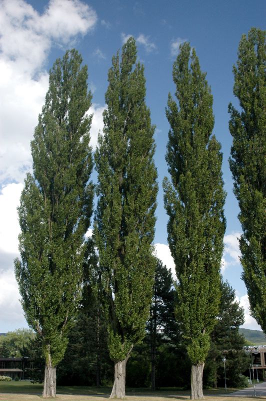 Pyramidenpappel - Populus nigra 'Italica'
