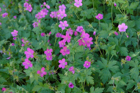 Pyrenäen-Storchschnabel - Geranium endressii