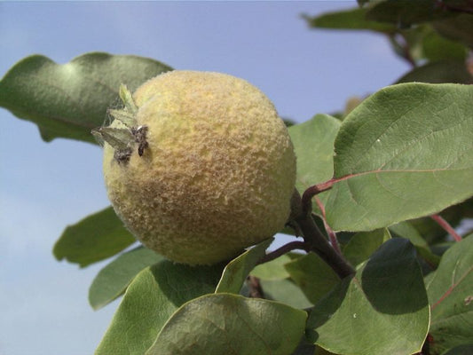 Quitte 'Wudonia' - Cydonia 'Wudonia' CAC