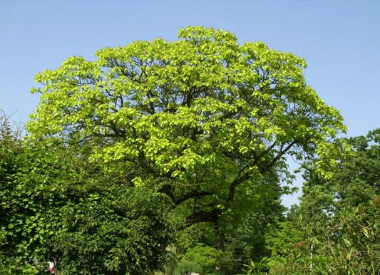 Reichfruchtender Trompetenbaum 'Aurea' - Catalpa bignonioides 'Aurea'