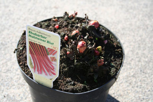 Rhabarber 'Holsteiner Blut' - Rheum rhabarbarum 'Holsteiner Blut'