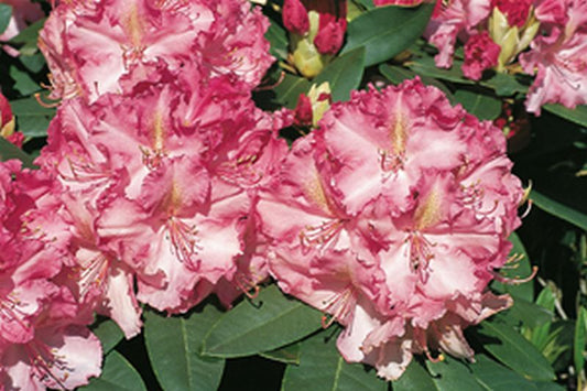 Rhododendron-Hybride 'Anastasia' ® - Rhododendron Hybride 'Anastasia' ®