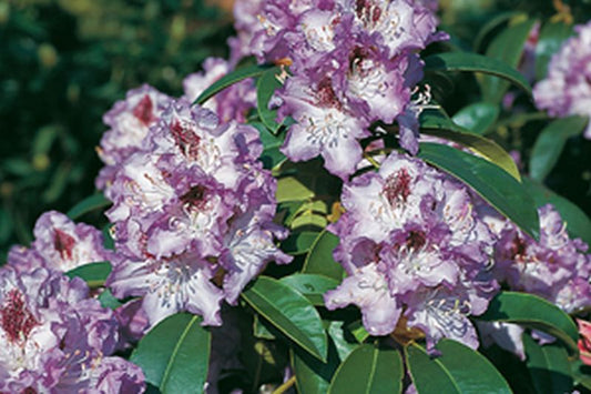 Rhododendron-Hybride 'Blue Peter' - Rhododendron Hybride 'Blue Peter'