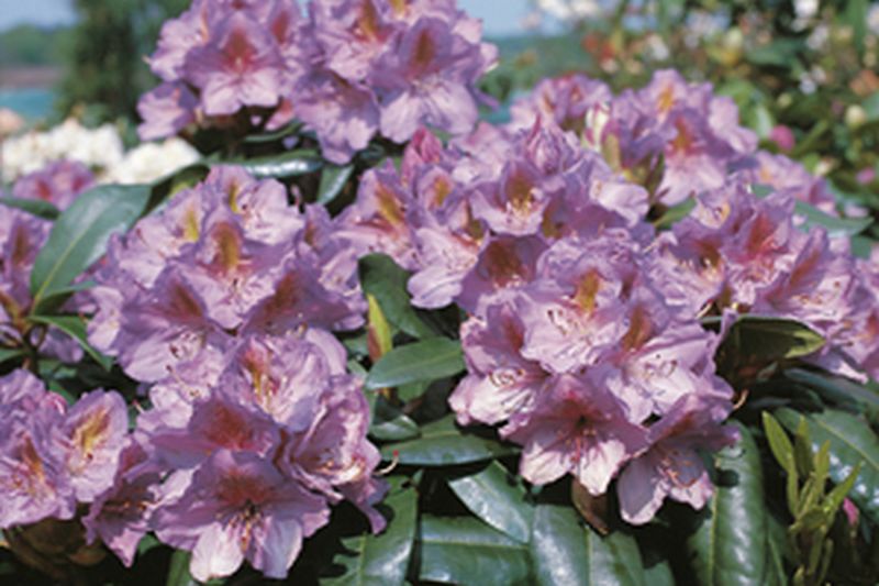 Rhododendron-Hybride 'Blutopia' - Rhododendron Hybride 'Blutopia'
