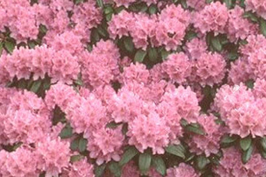 Rhododendron-Hybride 'Catawb.Grandiflorum' - Rhododendron Hybride 'Catawb. Grandiflorum'