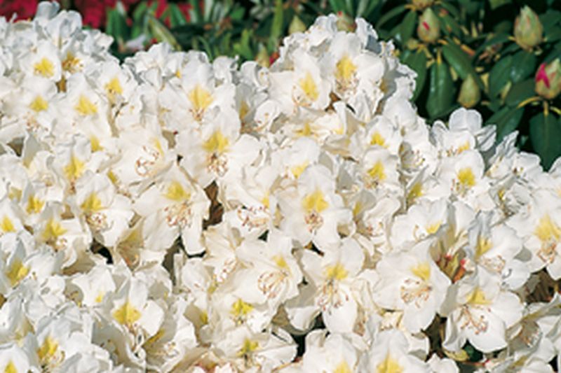 Rhododendron-Hybride 'Cunningham's Snow White' - Rhododendron Hybride 'Cunningham's Snow White'