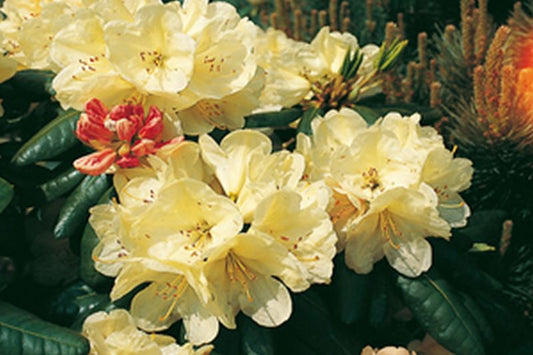Rhododendron-Hybride 'Ehrengold' - Rhododendron Hybride 'Ehrengold'