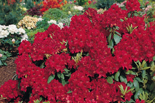 Rhododendron-Hybride 'Erato' ® - Rhododendron Hybride 'Erato' ®