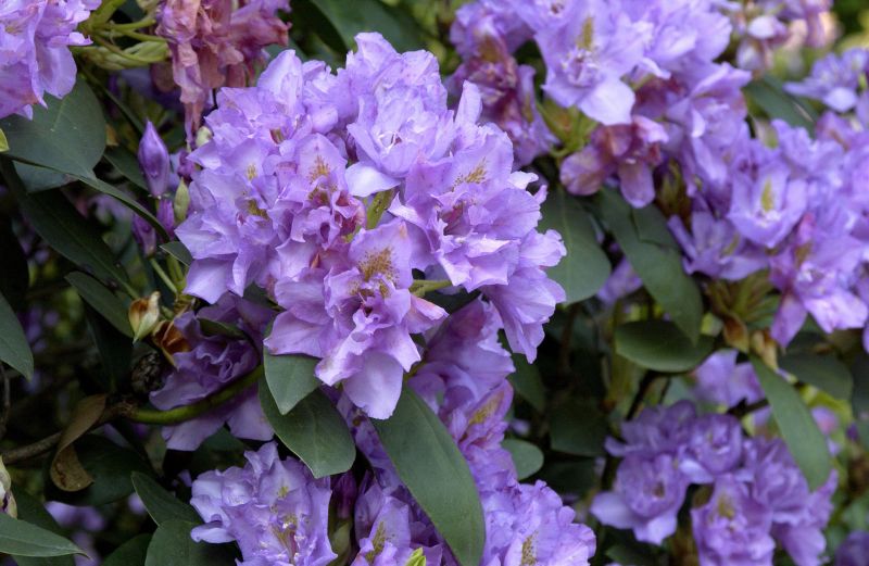 Rhododendron-Hybride 'Fastuos.Flore Pleno' - Rhododendron Hybr.'Fastuos. Flore Pleno'