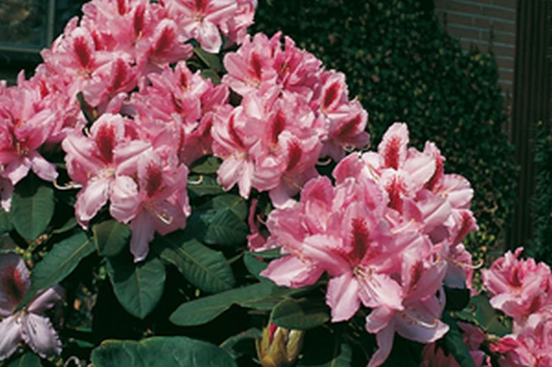 Rhododendron-Hybride 'Furnivalls Daughter' - Rhododendron Hybride 'Furnivall's Daughter'