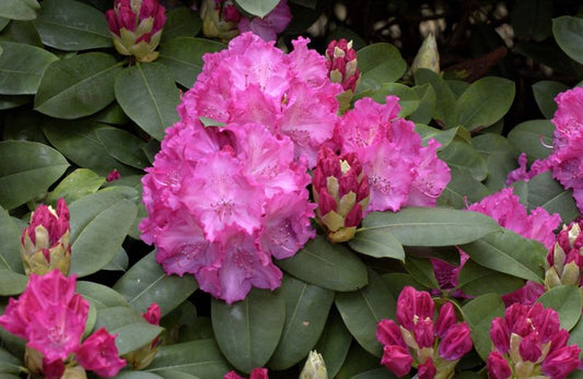 Rhododendron-Hybride 'Germania' ® - Rhododendron Hybr.'Germania' ®