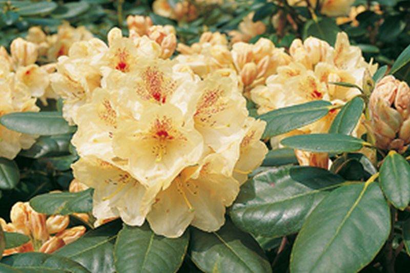 Rhododendron-Hybride 'Goldbukett' - Rhododendron Hybride 'Goldbukett'