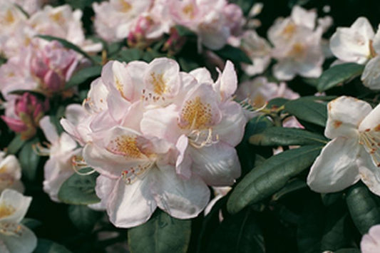 Rhododendron-Hybride 'Gomer Waterer' - Rhododendron Hybride 'Gomer Waterer'