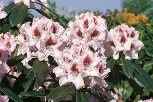 Rhododendron-Hybride 'Graffito' ® - Rhododendron Hybride 'Graffito' ®