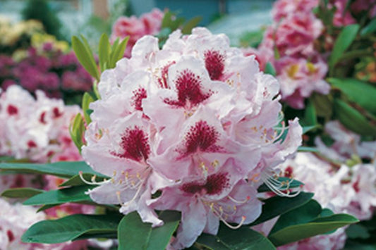 Rhododendron-Hybride 'Gundula' - Rhododendron Hybride 'Gundula'
