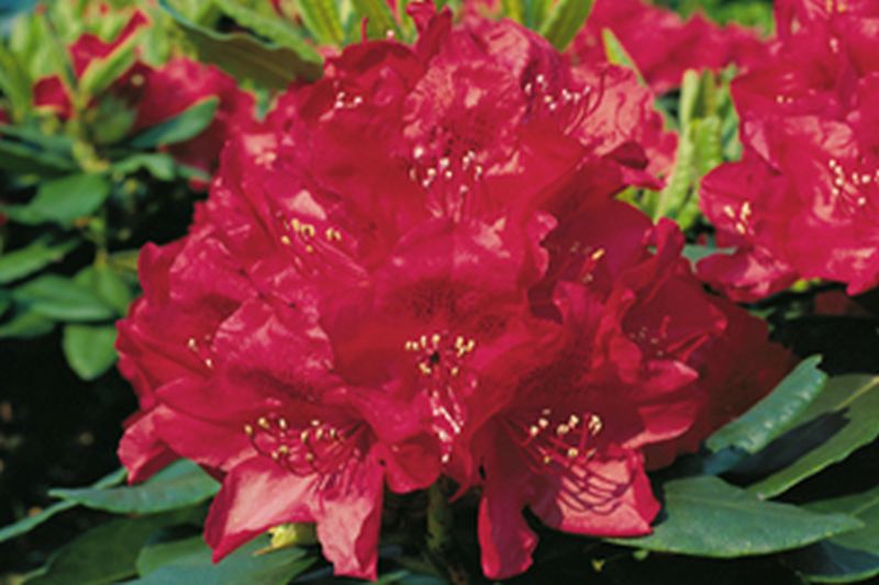 Rhododendron-Hybride 'Hachmanns Feuerschein' ® - Rhododendron Hybride 'Hachmann's Feuerschein' ®