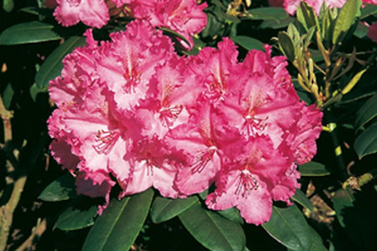 Rhododendron-Hybride 'Haithabu' ® - Rhododendron Hybride 'Haithabu' ®